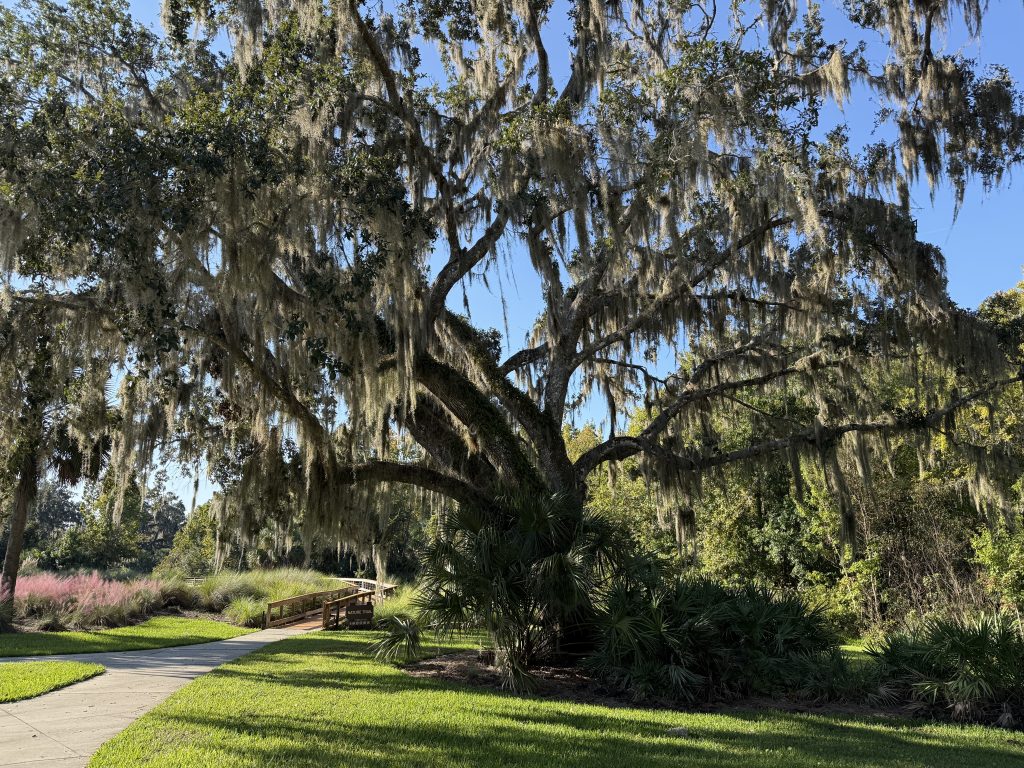 Oak trees draped in Spanish moss along a nature walking trail in the Village of Fenny, The Villages, Florida